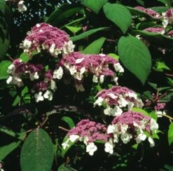 Hydrangea Aspera 'Macrophylla' C15 60_80_CM