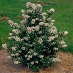 Escallonia 'Iveyi' C2 25-30 Cm -Tuinbenodigdheden Verkoop 2024 NBWCL9PR b1f7