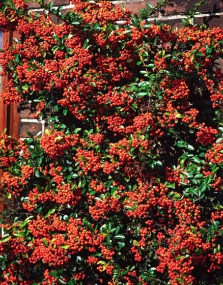 Pyracantha 'Orange Glow' C1.3 Cm 2 Pyracantha 'Orange Glow' C1.3 Cm - Afbeelding 2