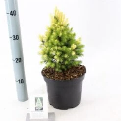 Picea Glauca 'Daisy's White' C3 30-40 Cm -Tuinbenodigdheden Verkoop 2024 NCJLS58H e0e0