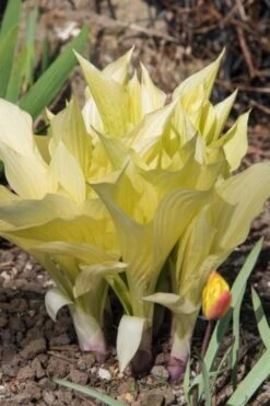 Hosta 'White Feather' Bol Cm 25 Stuks -Tuinbenodigdheden Verkoop 2024 NKJ4ASAJ efcd
