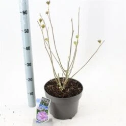 Hibiscus Syriacus Lavender Chiffon C5 60-70 Cm