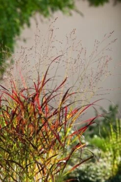 Panicum Virgatum 'Shenandoah' P9 Cm