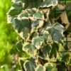 Hedera Colchica 'Dentata Variegata' C2 80-100 Cm