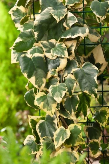 Hedera Colchica 'Dentata Variegata' C2 60-80 Cm 2 Hedera Colchica 'Dentata Variegata' C2 60-80 Cm - Afbeelding 2