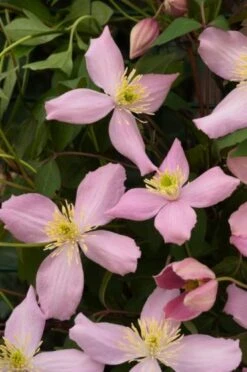 Clematis 'Fragrant Spring' C2 60-70 Cm