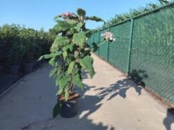 Hydrangea Aspera 'Macrophylla' C10 60-80 Cm