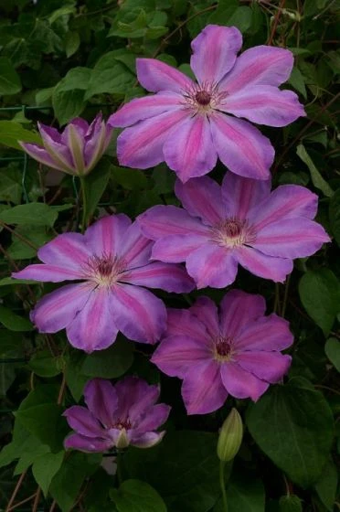 Clematis 'Baltyk' C2 60-70 Cm 2 Clematis 'Baltyk' C2 60-70 Cm - Afbeelding 2