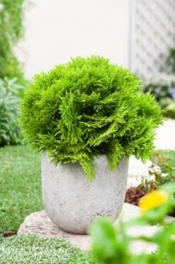 Thuja Occidentalis 'Mirjam' C5 30-40 Cm