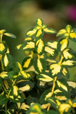 Euonymus Fortunei Blondy C2 20-25 Cm