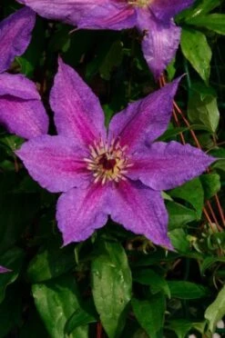 Clematis 'Kathleen Dunford' C2 60-70 Cm
