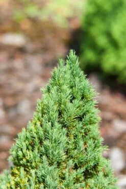 Picea Glauca 'Laurin' C3.5 30-40 Cm