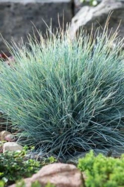 Festuca Glauca 'Blauglut' P9 Cm 5 Festuca Glauca 'Blauglut' P9 Cm -Tuinbenodigdheden Verkoop 2024 PJWGYLDN dcfa