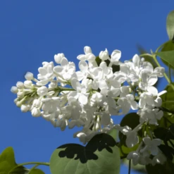 Nieuwkomers -Tuinbenodigdheden Verkoop 2024 PM0097947 Syringa vulgaris Monique Lemoine C10 60 70 CM d5f0
