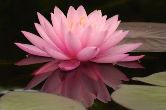 Nymphaea 'Aurora' P11 Cm 1 Nymphaea 'Aurora' P11 Cm