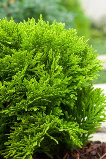 Thuja Occidentalis 'Mirjam' C5 30-40 Cm 2 Thuja Occidentalis 'Mirjam' C5 30-40 Cm - Afbeelding 2