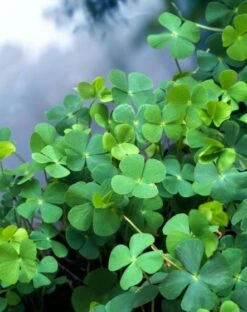 Marsilea Quadrifolia M11 Cm
