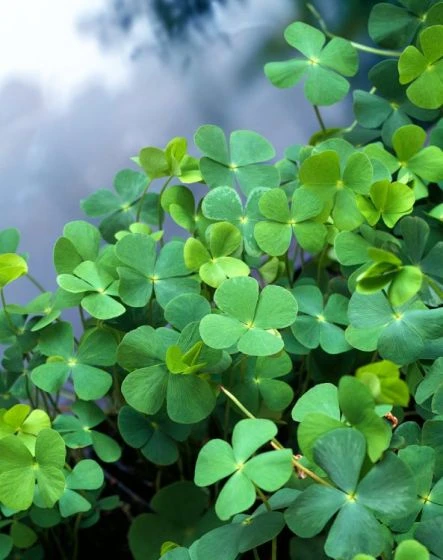 Marsilea Quadrifolia M11 Cm 1 Marsilea Quadrifolia M11 Cm