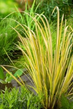 Acorus Gramineus 'Ogon' C2 Cm