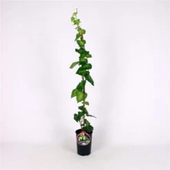 Hedera Colchica 'Sulphur Heart' C2 80-100 Cm -Tuinbenodigdheden Verkoop 2024 PWDGH7WW fb09