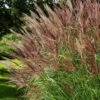 Miscanthus Sinensis 'Red Chief' C2 Cm