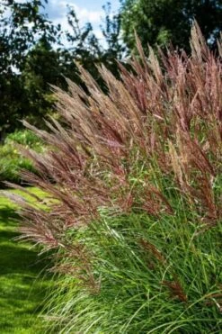 Miscanthus Sinensis 'Red Chief' C2 Cm