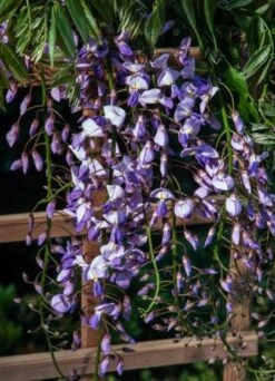 Wisteria Floribunda 'Lawrence' C2 60-70 Cm