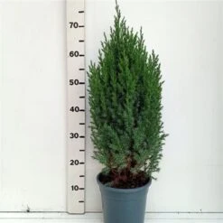Juniperus Chinensis 'Stricta' C3.5 40-50 Cm