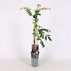 Wisteria Floribunda 'Honbeni' C2 60-70 Cm -Tuinbenodigdheden Verkoop 2024 PY6WBJDC 23fb