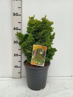 Chamaecyparis Obtusa 'Nana Aurea' C3.5 25-30 Cm