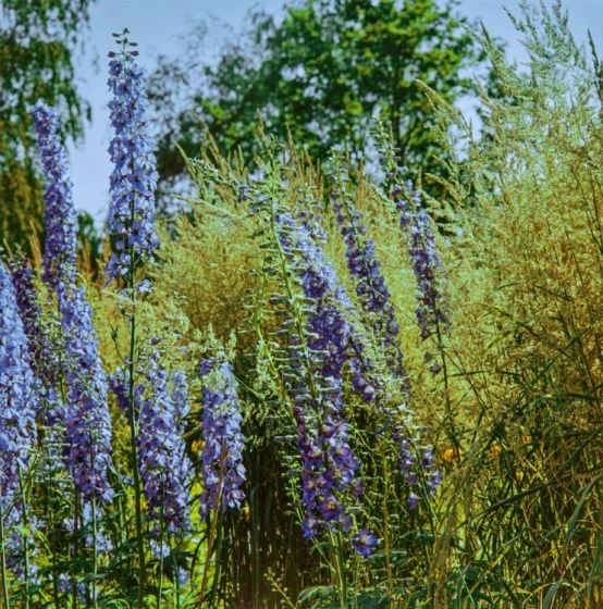 Calamagrostis Epigejos P9 Cm 1 Calamagrostis Epigejos P9 Cm