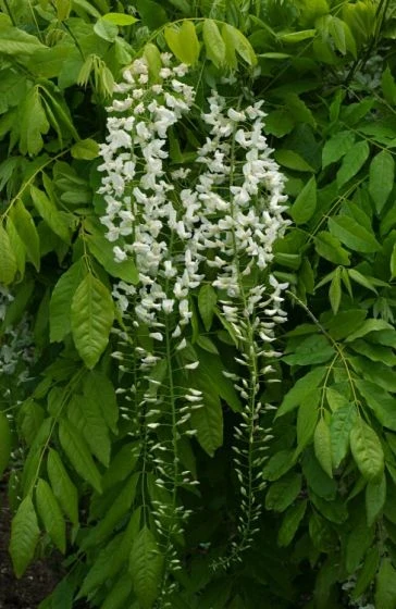 Wisteria Floribunda 'Shiro-noda' C2 60-70 Cm 2 Wisteria Floribunda 'Shiro-noda' C2 60-70 Cm - Afbeelding 2