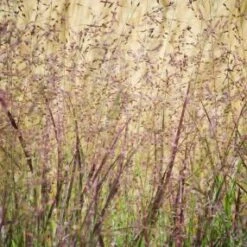 Vingergras 'Heiliger Hain'