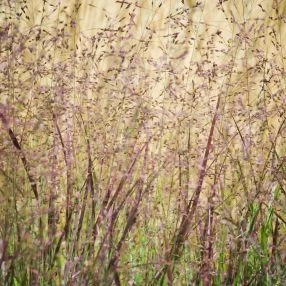 Vingergras 'Heiliger Hain' 1 Vingergras 'Heiliger Hain'