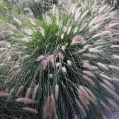 Lampenpoetsersgras 'Little Bunny'