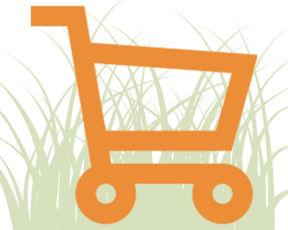 Vingergras 'Prairie Sky' 1 Vingergras 'Prairie Sky'