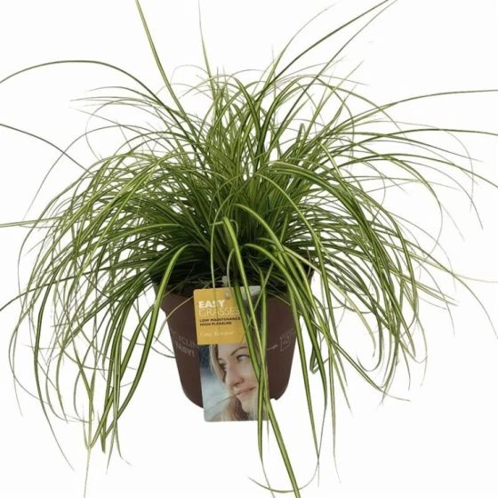 Carex Oshimensis 'Eversheen' C2 30-40 Cm 3 Carex Oshimensis 'Eversheen' C2 30-40 Cm - Afbeelding 3