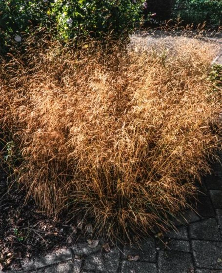 Deschampsia Cespitosa 'Goldschleier' P9 Cm 2 Deschampsia Cespitosa 'Goldschleier' P9 Cm - Afbeelding 2