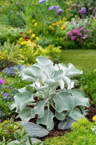 Senecio Candicans Angel Wings C5 Cm 1 Senecio Candicans Angel Wings C5 Cm