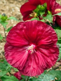 Hibiscus 'Robert Fleming' C5 Cm