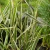 Phalaris Arundinacea 'Picta' C2 Cm