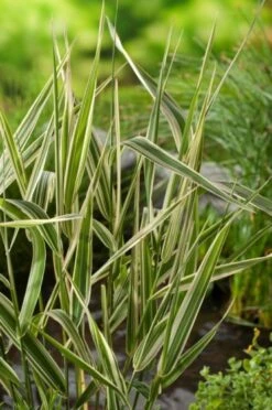 Phalaris Arundinacea 'Picta' P9 Cm