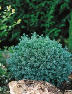 Chamaecyparis Pisifera 'Baby Blue' C2 25-30 Cm