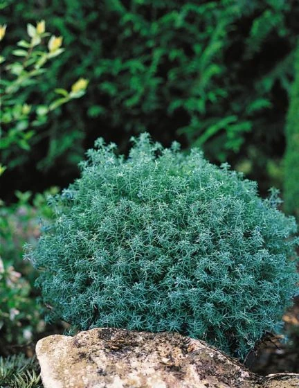 Chamaecyparis Pisifera 'Baby Blue' C2 25-30 Cm 1 Chamaecyparis Pisifera 'Baby Blue' C2 25-30 Cm