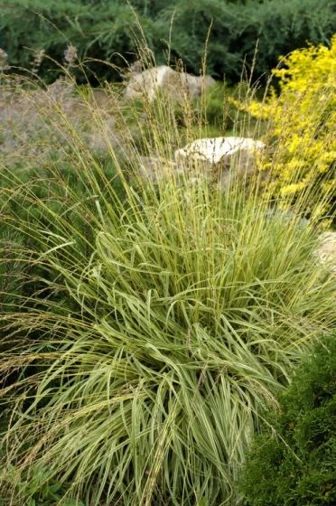 Molinia Caerulea 'Variegata' P9 Cm 1 Molinia Caerulea 'Variegata' P9 Cm