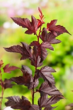 Physocarpus Opulif. Diable D'Or C3 40-50 Cm -Tuinbenodigdheden Verkoop 2024 R8LLG2A2 f849