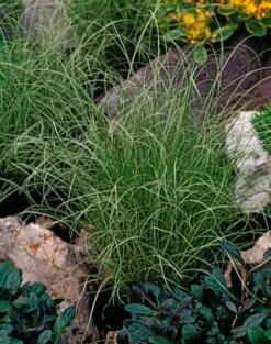 Carex Comans 'Amazon Mist' P9 Cm -Tuinbenodigdheden Verkoop 2024 RAR8K7EY 3a9c