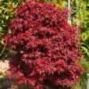 Acer Palmatum 'Garnet' C10 80-100 Cm