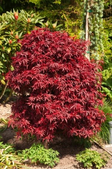 Acer Palmatum 'Garnet' C10 80-100 Cm 1 Acer Palmatum 'Garnet' C10 80-100 Cm