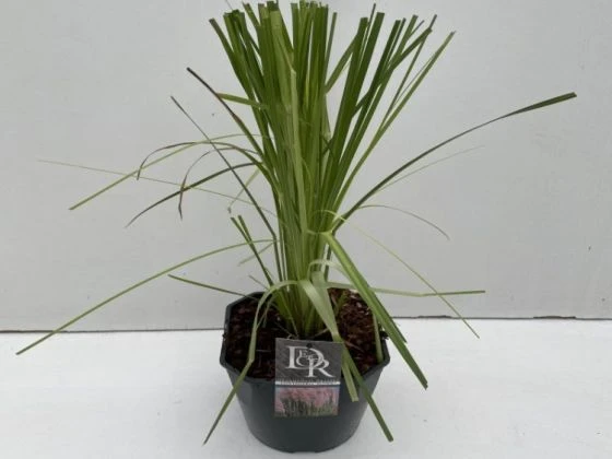 Cortaderia Selloana 'Rosea' C5 Cm 2 Cortaderia Selloana 'Rosea' C5 Cm - Afbeelding 2